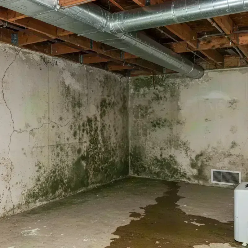 Professional Mold Removal in La Monte, MO